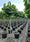 Image to render
