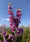 Image to render