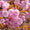 Image to render