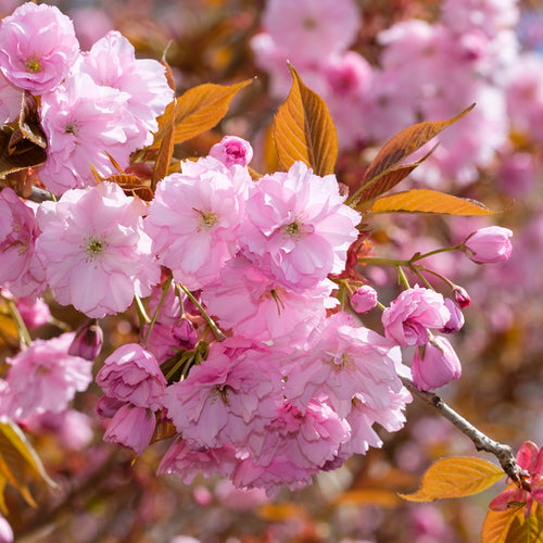 Cerisier Japonais à Fleurs en touffe (Prunus Serrulata Kanzan)