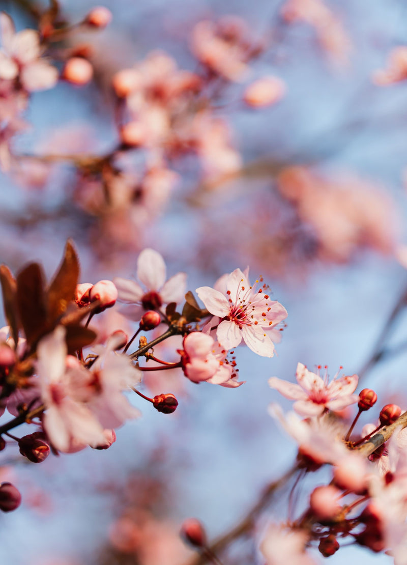 Cerisier Bigarreau Burlat (Prunus avium Bigarreau Burlat)
