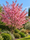 Image to render