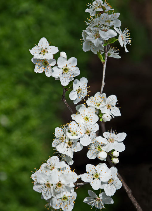 Cerisier Griotte de Montmorency