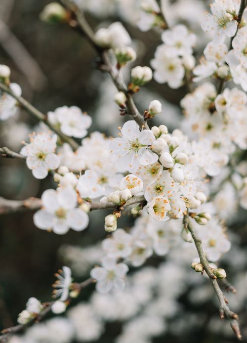 Cerisier ‘Napoléon’