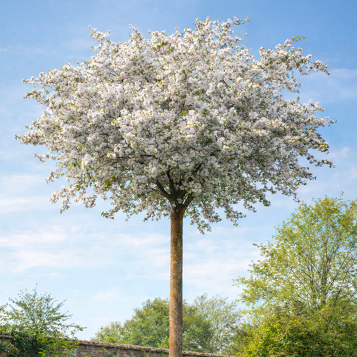 Cerisier à grappes Sunset Boulevard (Prunus Serrulata Sunset Boulevard)