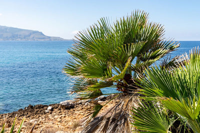 Palmier de Méditerranée (Chamaerops Humilis)