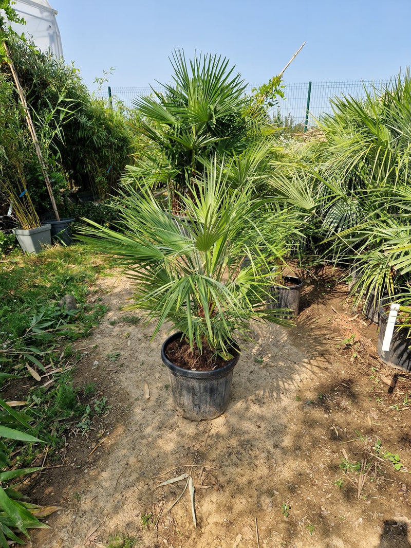 Palmier de Méditerranée (Chamaerops Humilis)