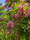 Image to render