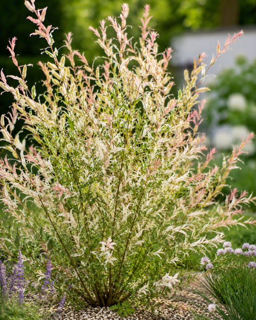 Saule Crevette en touffe