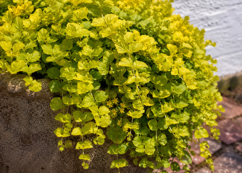 Lysimachia Aurea
