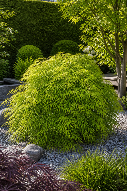 Acer Palmatum Dissectum Viridis