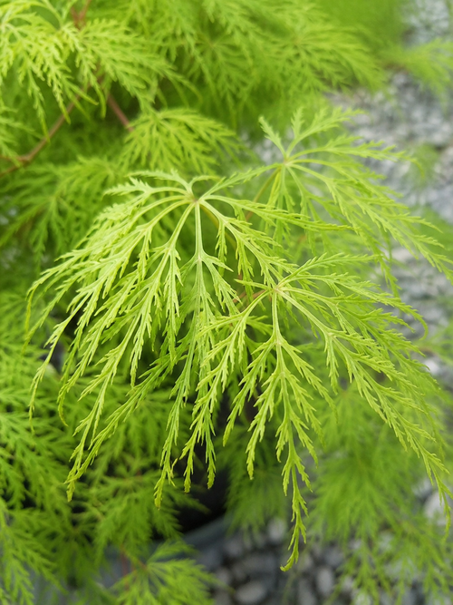 Acer Palmatum Dissectum Viridis