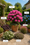 Image to render