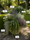 Image to render