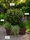 Image to render