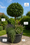 Image to render