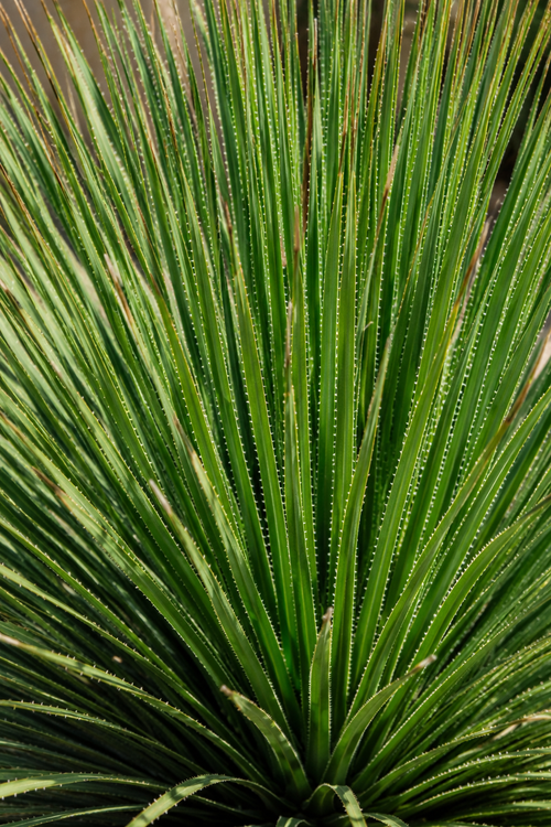 Dasylirion (Dasylirion serratifolium)