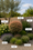 Image to render