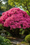 Image to render