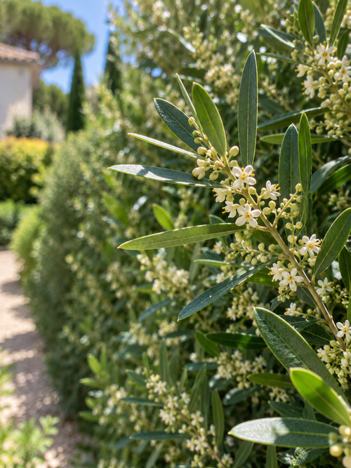 Filaire à feuilles étroites (Phillyrea Angustifolia)