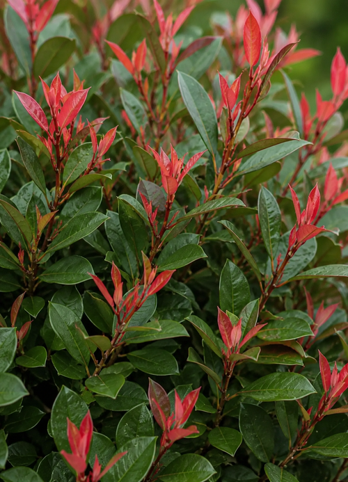 Photinia Fraseri ‘Carré Rouge’ en boule