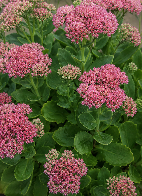 Sedum rose