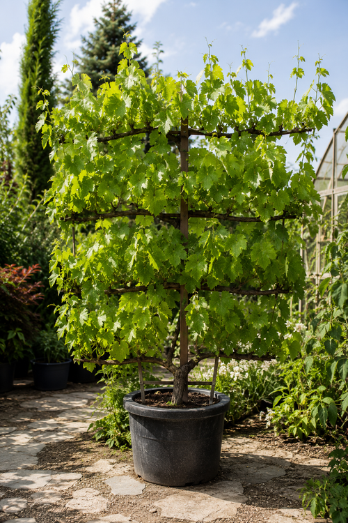 Vigne en Palissade