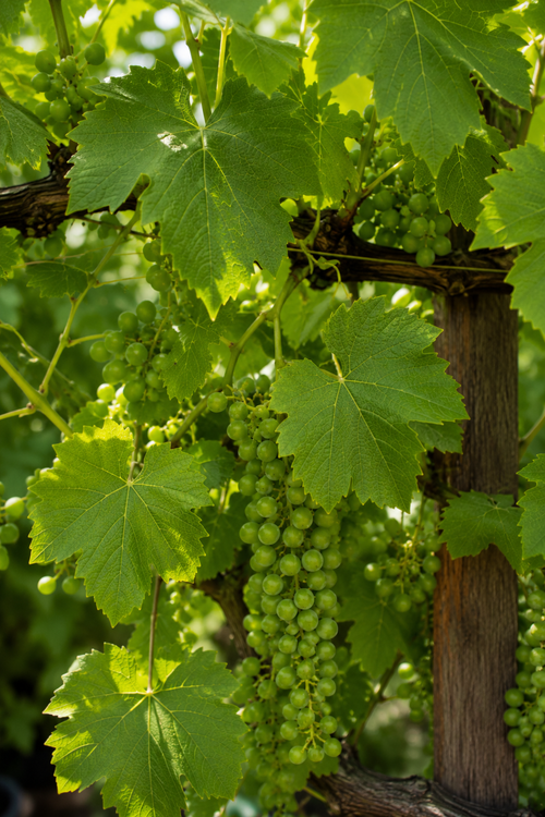 Vigne en Palissade