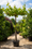 Image to render