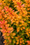 Image to render
