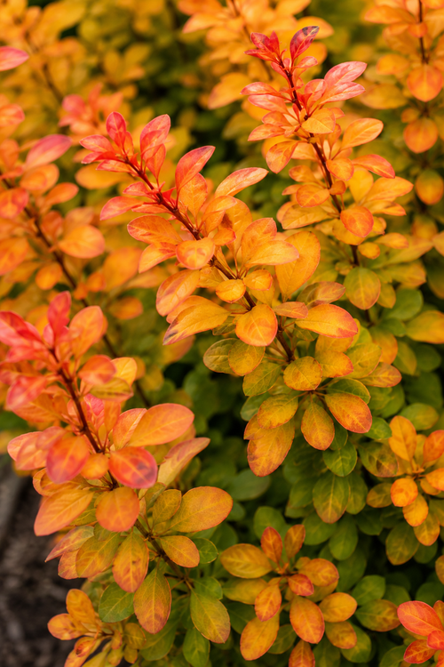Epine-vinette (Berberis (x) thunbergii Orange Ice)