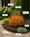 Image to render