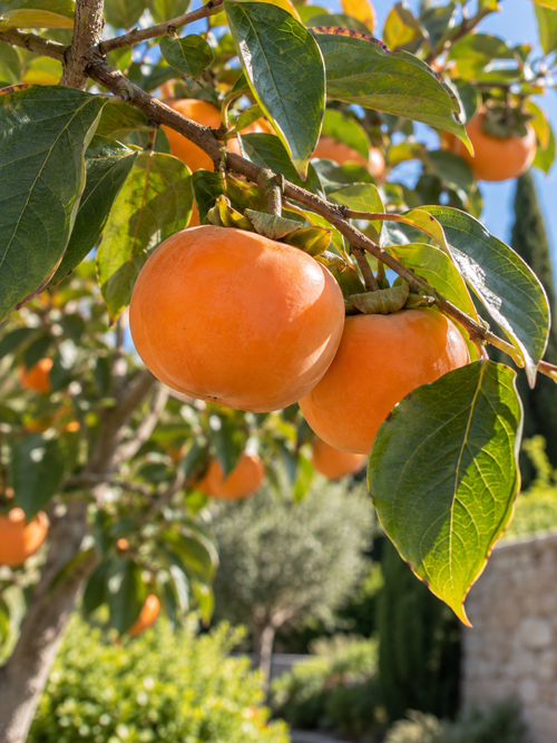 Kaki pomme 'Fuyu' en demi-tige (Diospyros kaki Fuyu)