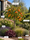 Image to render