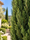 Image to render