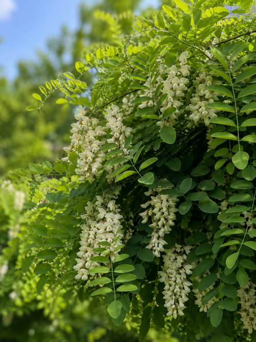 Robinier faux acacia en tige (Robinia pseudoacacia Umbraculifera)