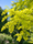 Image to render