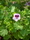 Image to render
