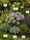 Image to render
