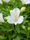 Image to render