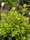 Image to render