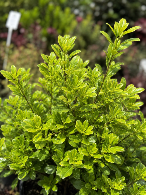Pittosporum tenuifolium Golf ball