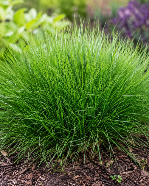 Fétuque verte