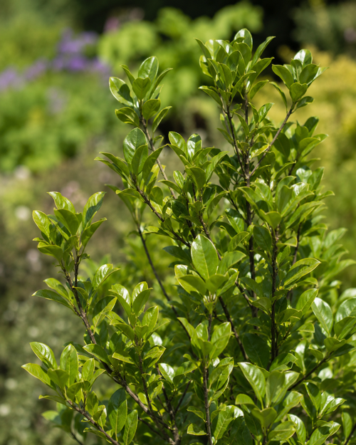 Pittosporum tenuiflolium