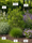 Image to render