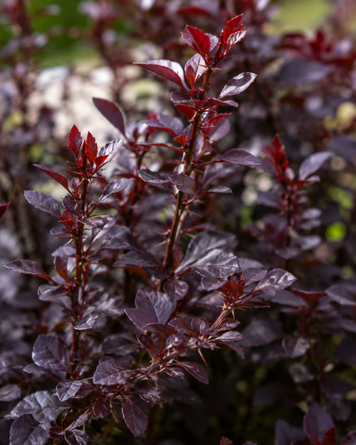 Epine-vinette (Berberis thunbergii Atropurpurea)