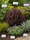 Image to render