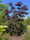 Image to render