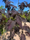 Image to render