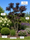 Image to render